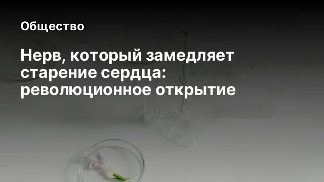 Нерв, который замедляет старение сердца: революционное открытие