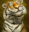 Alexey