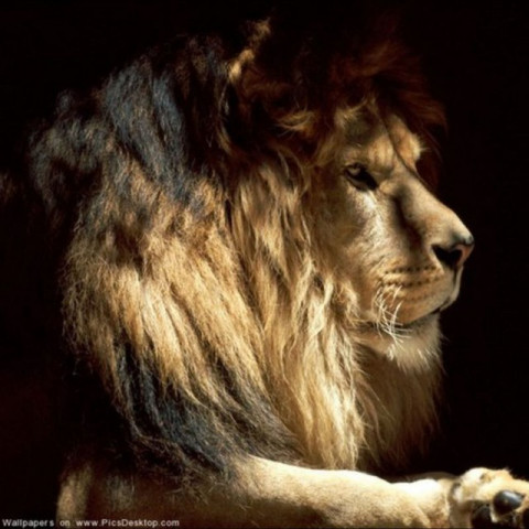 В поисках ласковой львицы