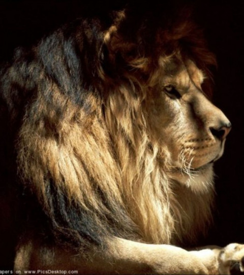 В поисках ласковой львицы