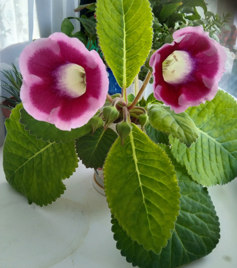 Знакомство.