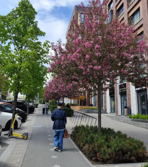 яблоки в цвету