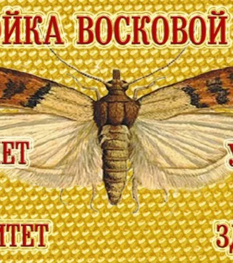 ПЖВМ Экстракт ОГНЕВКИ (восковой моли, золотой бабочки)стимулятор для поднятия иммунитета.