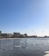 Антон